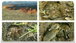 ДСНС закликає громадян не провокувати пожежі у природних екосистемах