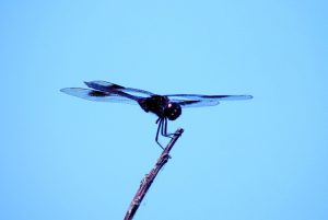 Подробный гороскоп на май для всех знаков Зодиака