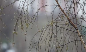 Приметы на 16 апреля: что категорически нельзя делать Никитин день