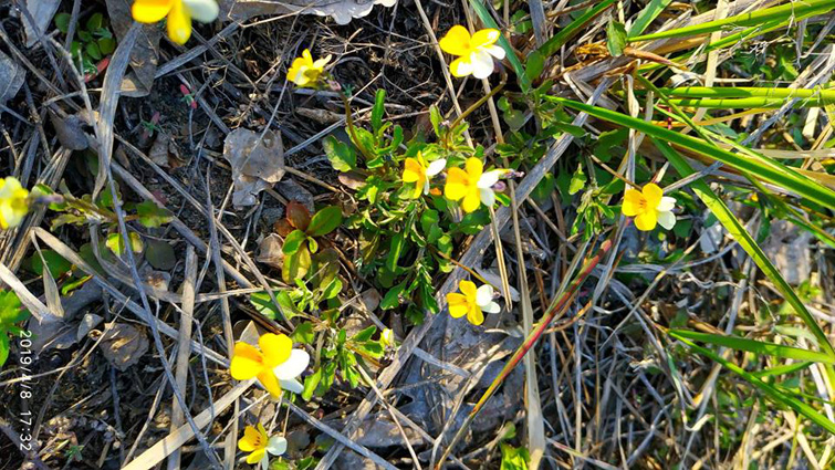 56504175 1226289107547070 1282991685768314880 n