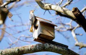 Приметы на 2 апреля: что категорически нельзя делать в день Фотинии