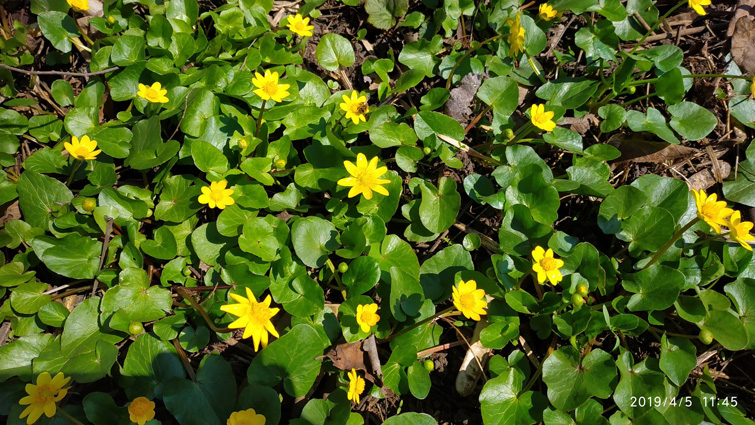 56739235 1226288884213759 3585711746951675904 o