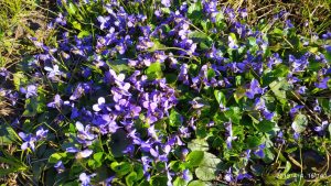 Весенняя красота в окрестностях Славянска. Фото