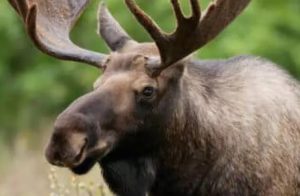 Лося не будут исключать из Красной книги Украины