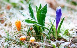 Увага! Попередження про  сильні заморозки на Донеччині