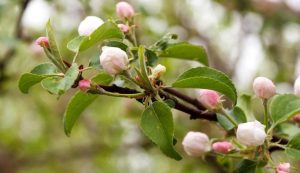 19 апреля: приметы, традиции дня