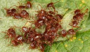 Клещи атакуют: как спастись от опасных паразитов