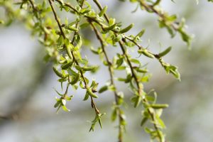 Приметы на 9 апреля: что категорически нельзя делать