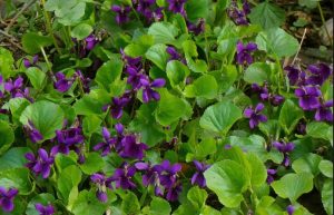 Приметы на 5 апреля: что категорически нельзя делать в Никонов день