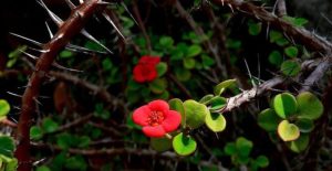 Страстная пятница: что можно, а что категорически нельзя делать