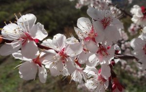 Лазарева суббота: что категорически нельзя делать 20 апреля