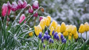 В Украину идут заморозки: где и когда ждать похолодания