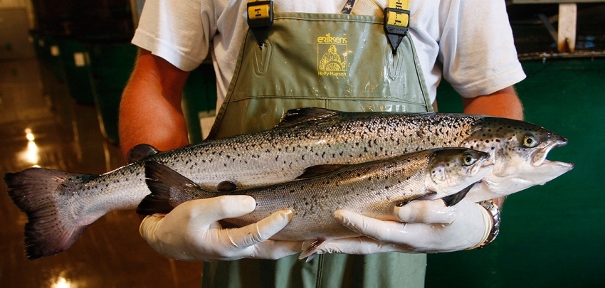 Рыба Франкенштейн