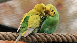 Нумерология: какое домашнее животное вам подходит