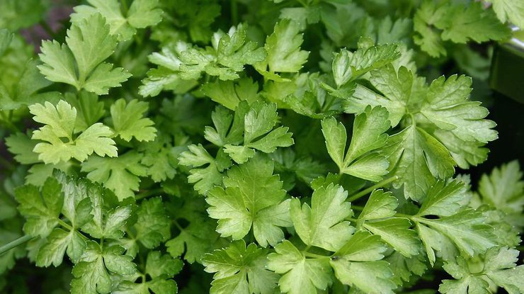 Кому нельзя есть петрушку