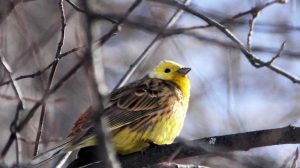 Приметы на 15 апреля: что категорически нельзя делать