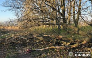 У Слов’янському районі поліція задокументувала незаконну порубку лісу