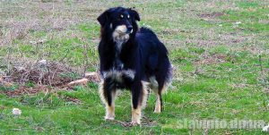 Бешенство в Славянске: опубликован ГРАФИК бесплатных выездных вакцинаций собак и кошек по микрорайонам города