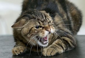 Супрун рассказала, что делать при укусе животного