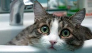 Завтра в Славянске частично ограничат подачу воды: кому делать запасы