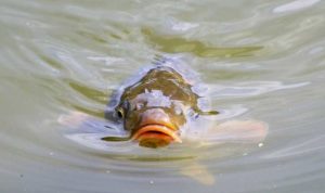 Права на вилов риби будуть реалізовувати через ProZorro