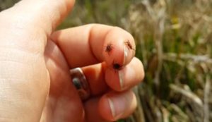 В Славянске просят потравить клещей: кто “за” – поддержите петицию