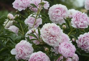 Приметы на 19 мая: что нельзя делать