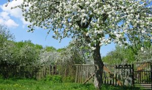 Чтобы не ссорились: в Украине запретят сажать деревья вблизи соседских заборов