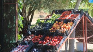 Часть Украины рискует остаться без груш, вишен и абрикосов