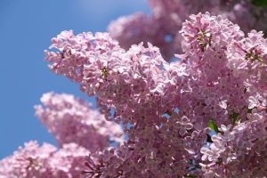 14 мая: какой сегодня праздник, что нельзя делать и приметы дня