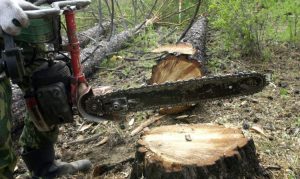 Преступников накажут даже за незначительную вырубку лесов