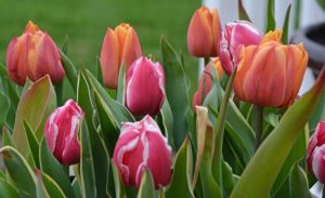 Приметы на 6 мая: что нельзя делать в Юрьев день