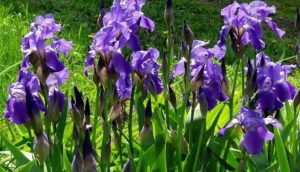 Приметы на 15 мая: что нельзя делать в день Бориса и Глеба