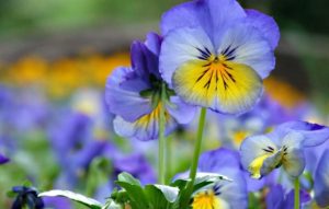 Приметы на 12 мая: что категорически нельзя делать