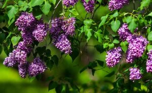 Приметы на 5 мая: что нельзя делать в день Федора