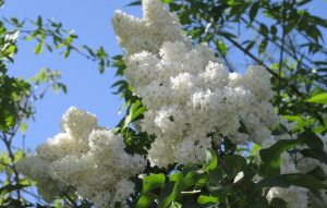 Приметы на 7 мая: что нельзя делать в Евсеев день