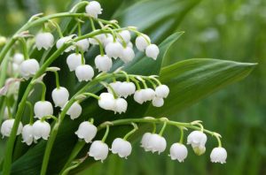 Приметы на 10 мая: что нельзя делать