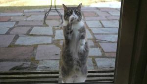 Кошка пришла в дом: что сулит примета