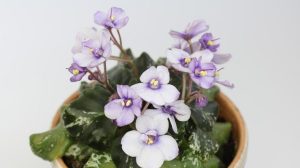 Упал комнатный цветок: о чем говорит примета