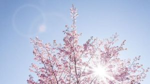 Погода на май: когда в Украину придет жара