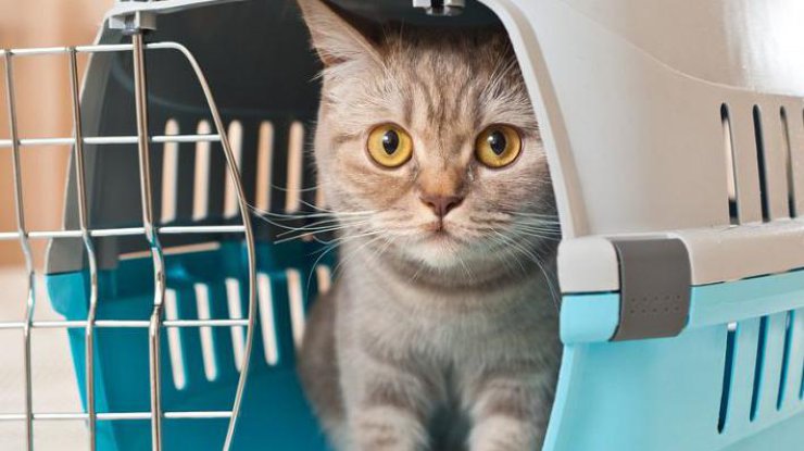 Перевозка животных: в Украине вводятся новые правила