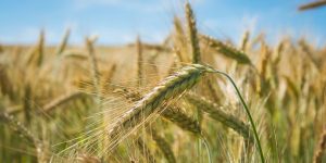 Приметы на 11 июня: что нельзя делать в день Федосьи