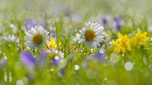 Народные приметы и обряды на 18 июня