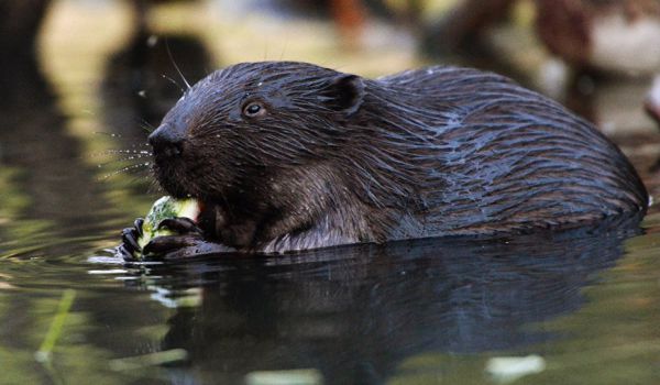 В Польше хотят позволить есть бобров