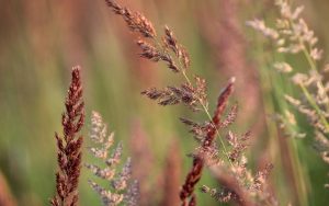 Приметы на 27 июня: что нельзя делать в Елисеев день