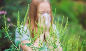 Увидели амброзию – звоните: жителям Славянска предлагают сообщать о сорняке