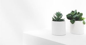 Идеальные цветы для разных знаков зодиака