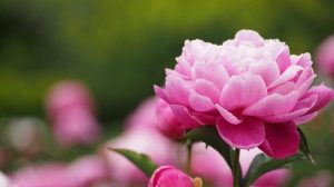 5 июня: какой сегодня праздник, приметы, что нельзя делать