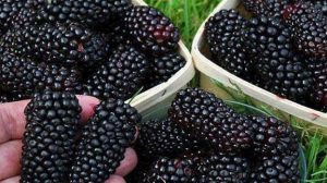 Какие летние ягоды нужно есть