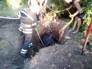 У Слов’янському районі рятувальники та місцеві жителі врятували корову з «водяної пастки»